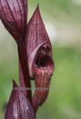 Orchid (Serapias vomeracea) at Evia island