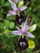 Orchid (Ophrys ferrum-equinum) at Evia island