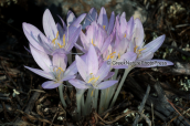 A bunch of Colchicum sfikasianum at Imittos mountain