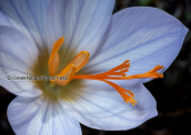 Crocus (Crocus cancellatus ssp mazziaricus) at Imittos mountain