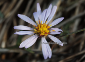 Sea starwort (Aster tripolium) at Vravrona wetlands