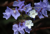 Wavyleaf sea-lavender (Limonium sinuatum) at Sounio