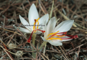 White form of Crocus cartwrightianus  at Sounio