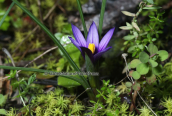 Romulea linaresil at Imitos mountain(Attica)