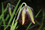 Fritillaria graeca at Imitos mountain