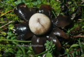 Astraeus hygrometricus at Menalo mountain
