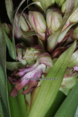 Orchid (Himantoglossum robertianum) at Mesogeia, Attica