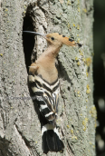 Hoopoe