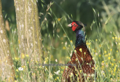 Pheasant (Phasianus colchicus) at Nestos delta