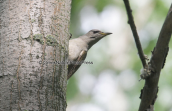 Grey-headed Woodpecker (Picus canus)
