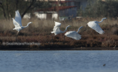 Great white egrets at Oropos lagoon