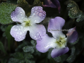 Matthiola tricuspidata at Oropos lagoon