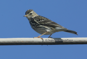 Water pipit, (Anthus spinoletta) at Oropos(Attica)