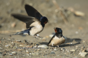 Swallows (Hirundo rustica)