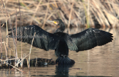 Cormorant (Phalacrocorax carbo)