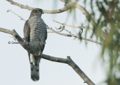 Sparrowhawk (Accipiter nisus) at Antonis Tritsis park at Athens
