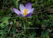 Crocus sieberi atticus at Parnitha mountain