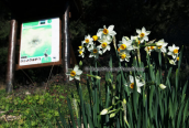 Narcissus tazetta at Parnitha mountain