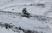 The burned by the fire forest at Parnitha mountain covered with snow