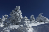 The forest at Parnitha mountain covered with snow