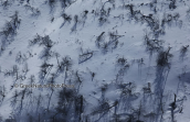 The burned by the fire forest at Parnitha mountain covered with snow