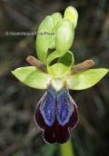 Orchid (Ophrys iricolor) at Parnitha mountain