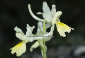 Orchid (Orchis pauciflora) at Parnitha mountain