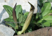 Aristolochia longa at Parnitha mountain