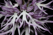 Orchid (Orchis italica) at Parnitha mountain