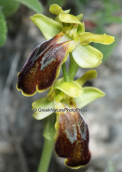 Orchid (Ophrys fusca subsp. calocaerina) at Parnitha mountain