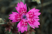 Dianthus diffusus at Parnitha mountain