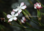 Dianthus serratifolius subsp. serratifolius at Parnitha mountain