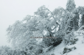 Parnitha mountain covered with snow