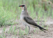 Collared pratincole (Glareola pratincola)
