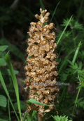 Orchid (Neottia nidus-avis)