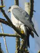 Levant Sparrowhawk (Accipiter brevipes)