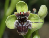 Orchid, (Ophrys bombyliflora) at Sounio (Attica)