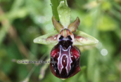 Orchid (Ophrys mammosa) at Peloponnesus