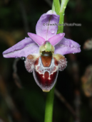 Orchid (Ophrys delphinensis) at Peloponnesus