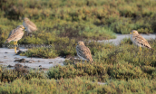 Stone curlews at Axios delta