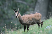 Balkan chamois at Olympus mountain