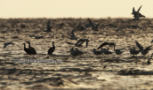 Photo taken to Oropos lagoon
