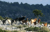 Wild goats at Parnitha mountain