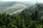 Two sides of the forest of Parnitha mountain