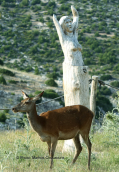 Red deer at Parnitha mountain
