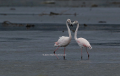 Greater flamingos at Oropos lagoon