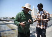 Fishing Flathead grey mullets at Kifisos river (Atnens)