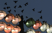 Starlings at Athens