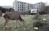 Red deers and humans at Parnitha mountain