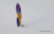 Crocus nivalis at Parnitha mountain
